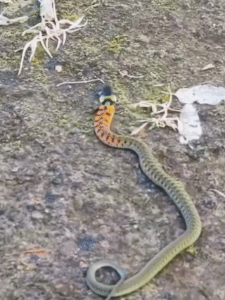 皇冠信用網在线开户_内蒙古赤峰有人拍到了“鸡脖子蛇”皇冠信用網在线开户，有毒！千万小心！