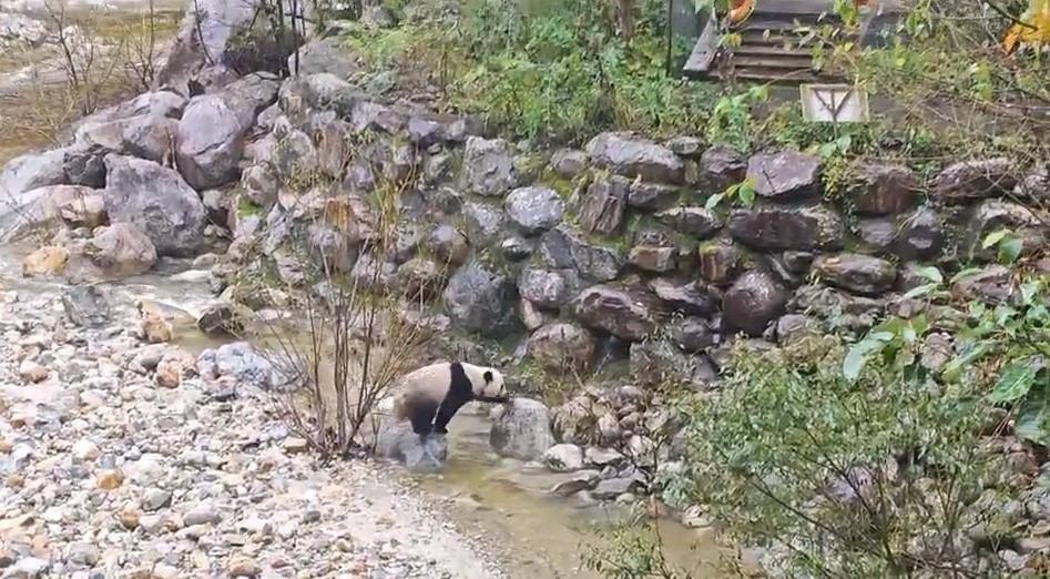 皇冠皇冠平台_游客在陕西龙吟峡偶遇大熊猫过河皇冠皇冠平台，景区：系纯野生秦岭大熊猫，今年首次发现