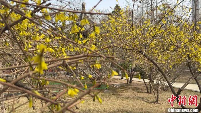 足球比赛外围买球网站_别再把喷嚏甩锅给桃花了足球比赛外围买球网站!春天真正的“花粉刺客”是它……