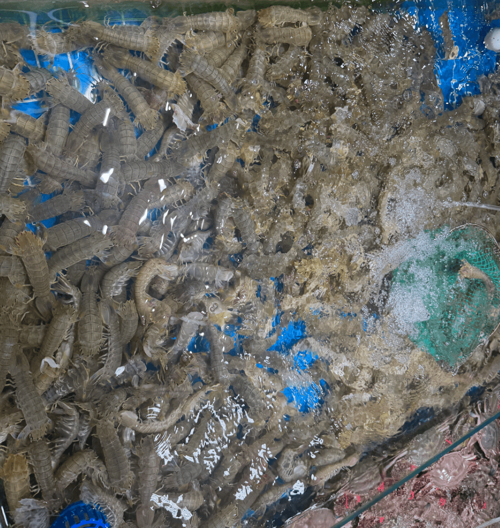 皇冠信用网最新地址_价格猛降!山东大批量上市皇冠信用网最新地址,济南商贩:“到下午基本就卖光了”